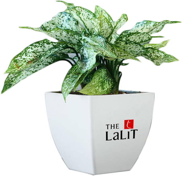 Gift Serene Plants With Corporate Imprinted Vase Clipart (642x620), Png Download