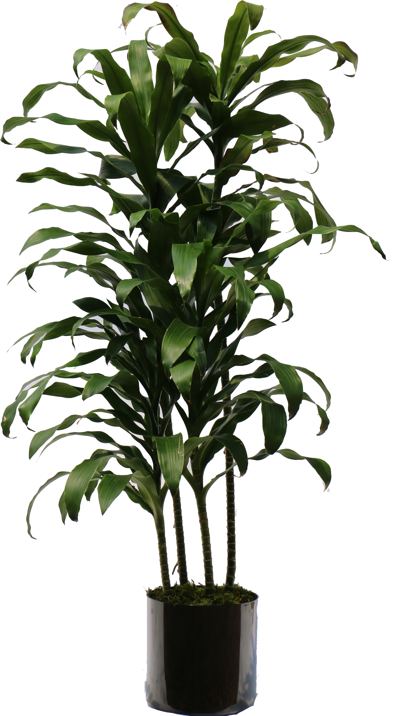 Overview Of The Many Plants We Can Bring To Your Office - Parsons Table Clipart (1408x2484), Png Download