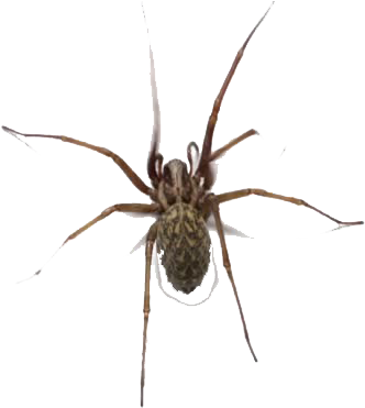 Insect Clipart (852x480), Png Download