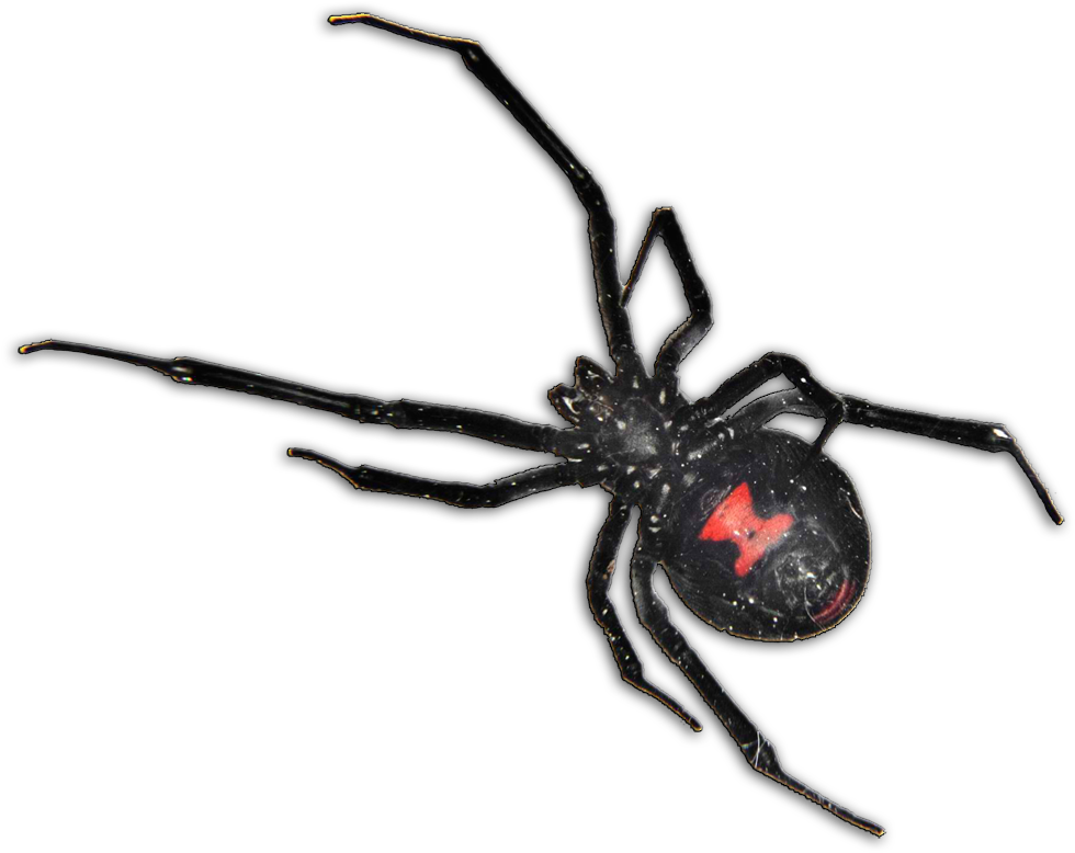 Black Widow Spider Pcs - Black Widow Spider South Africa Clipart (1028x879), Png Download