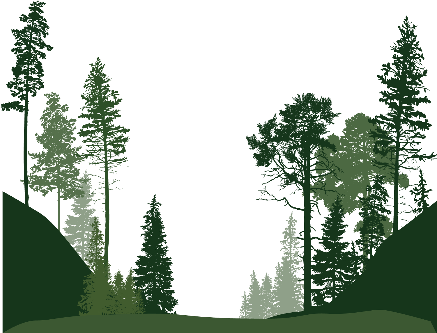 Forest Png Image File - Tree Vector Clipart (1024x1024), Png Download