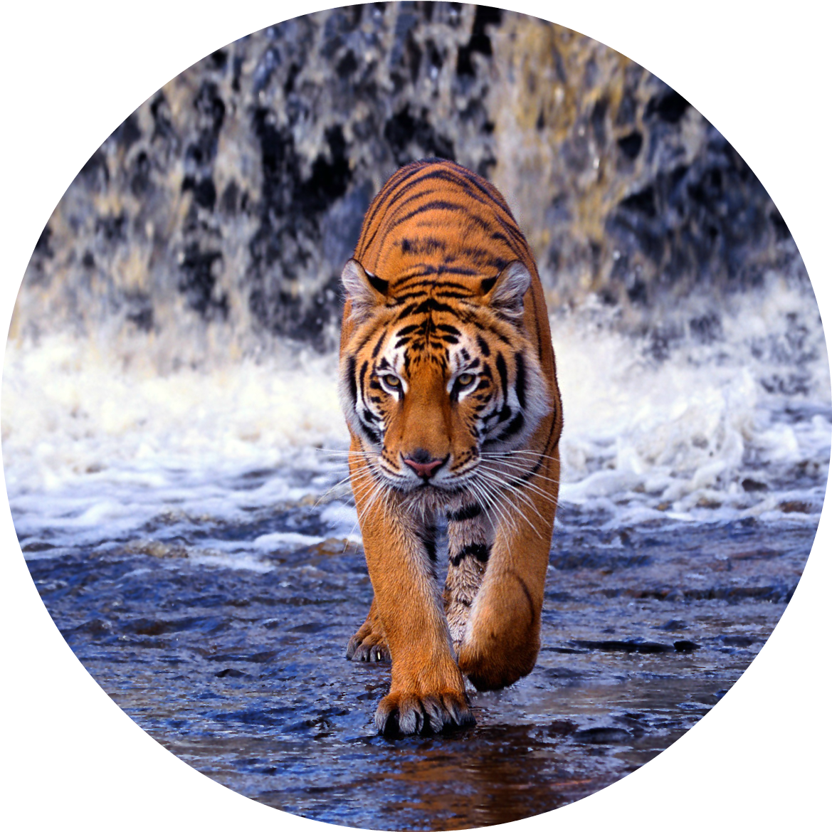 Tiger Png - Endangered Animal Bengal Tiger Clipart (1274x1200), Png Download