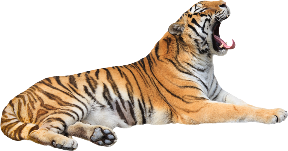 Tiger - Siberian Tiger Clipart (960x504), Png Download