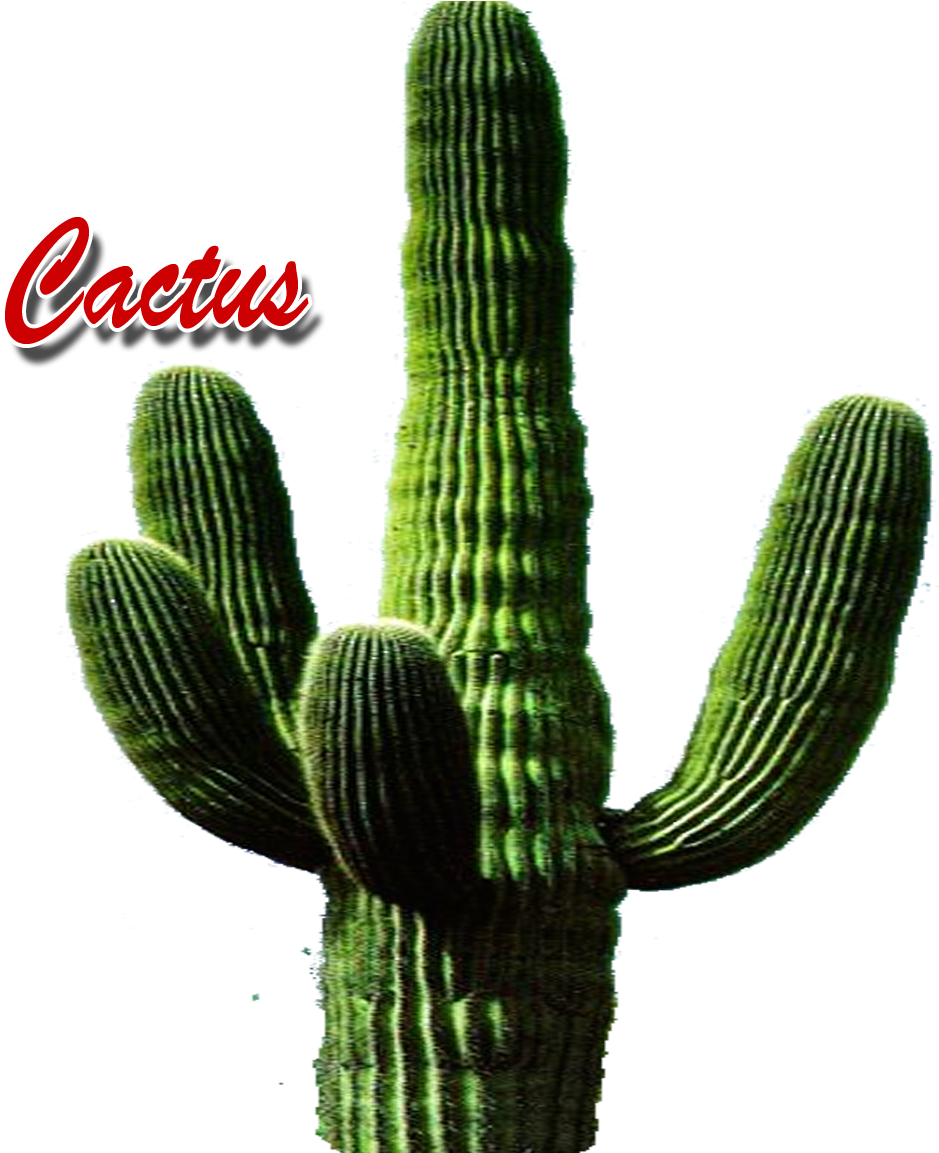Hedgehog Cactus Clipart (1112x1200), Png Download