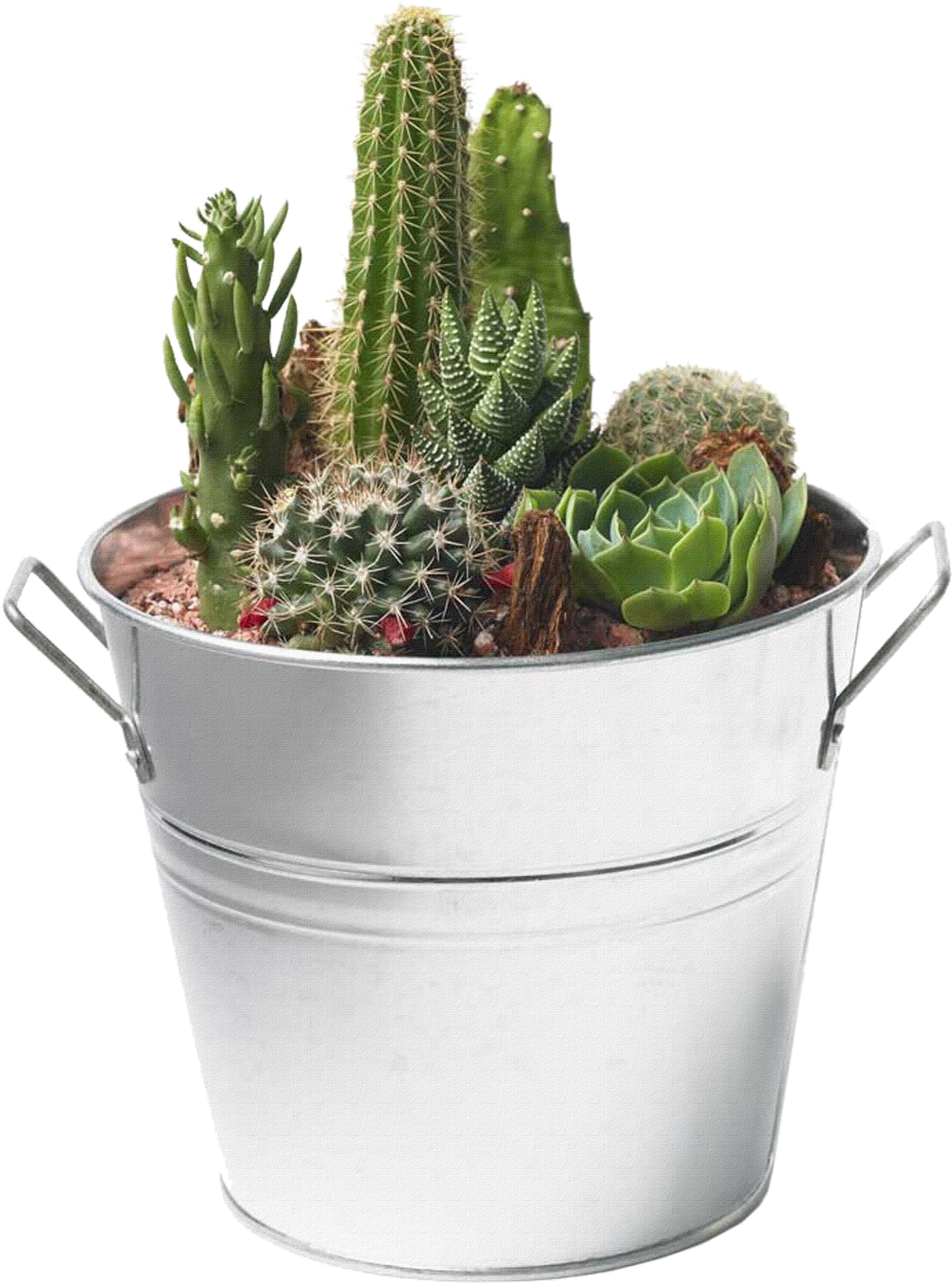 Cactus - Cactus And Succulents Png Clipart (2524x3189), Png Download
