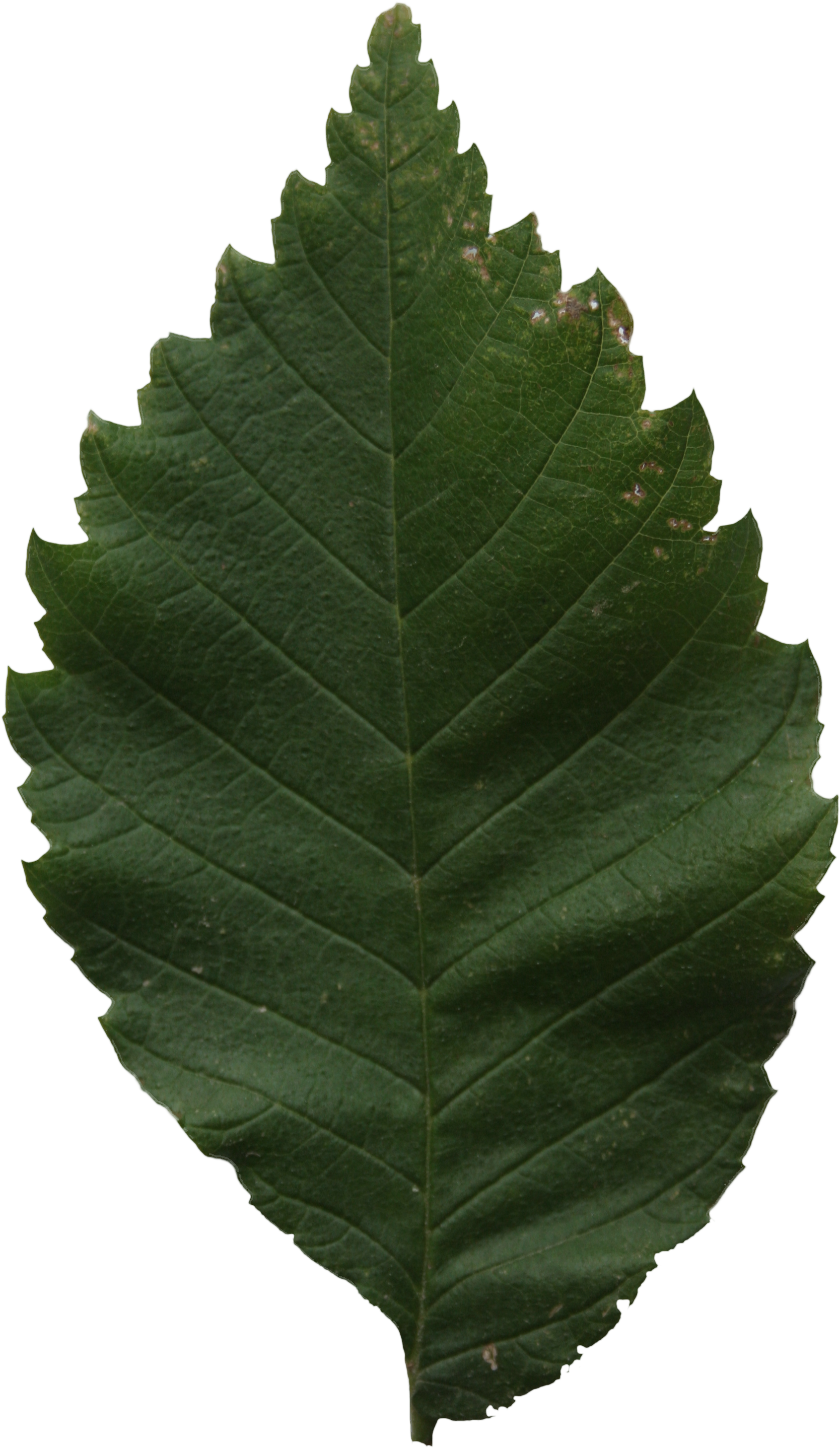 Leaf Texture Png - Ulmus Alata Clipart (2304x3456), Png Download