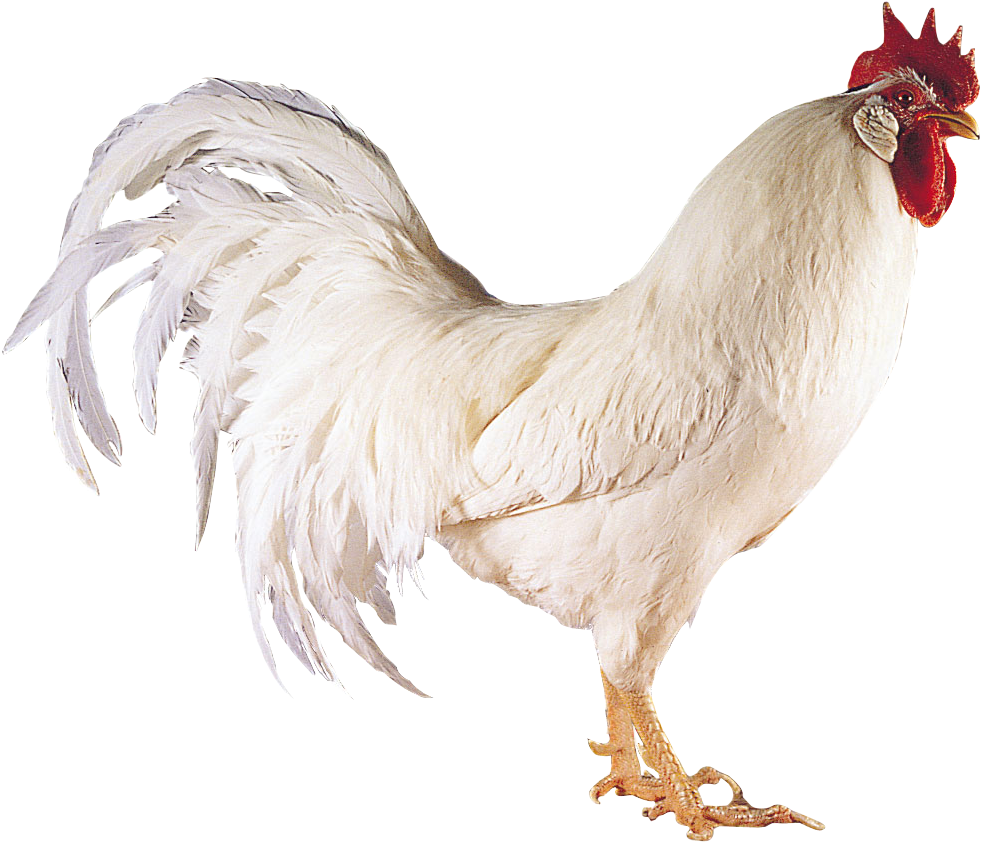 Chicken Png Image - Boca A River 2011 Clipart (983x849), Png Download