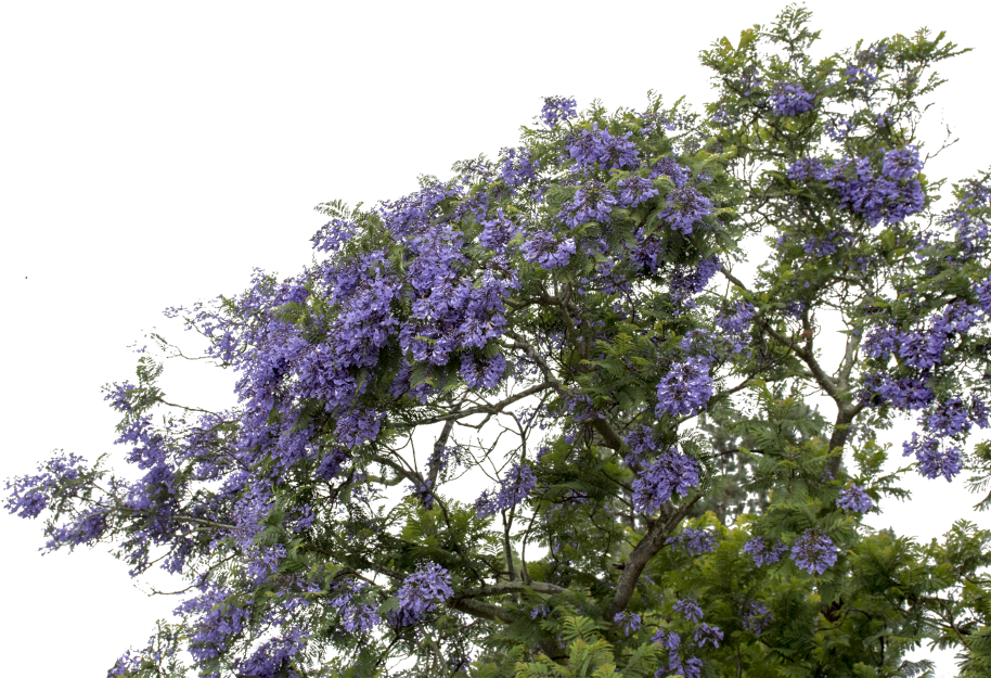 Mq Sticker - Png Purple Flowers Bush Transparent Clipart (1024x683), Png Download