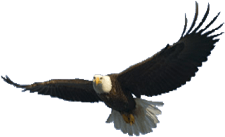 Free Png Download Eagle Png Images Background Png Images - Flying Eagle Png Clipart (850x546), Png Download