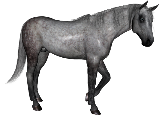 Dapple Grey Horse - Stallion Clipart (580x600), Png Download