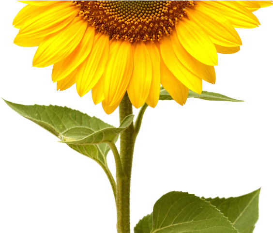 Sunflowers Png Transparent Images - Single Sun Flower Hd Clipart (640x480), Png Download