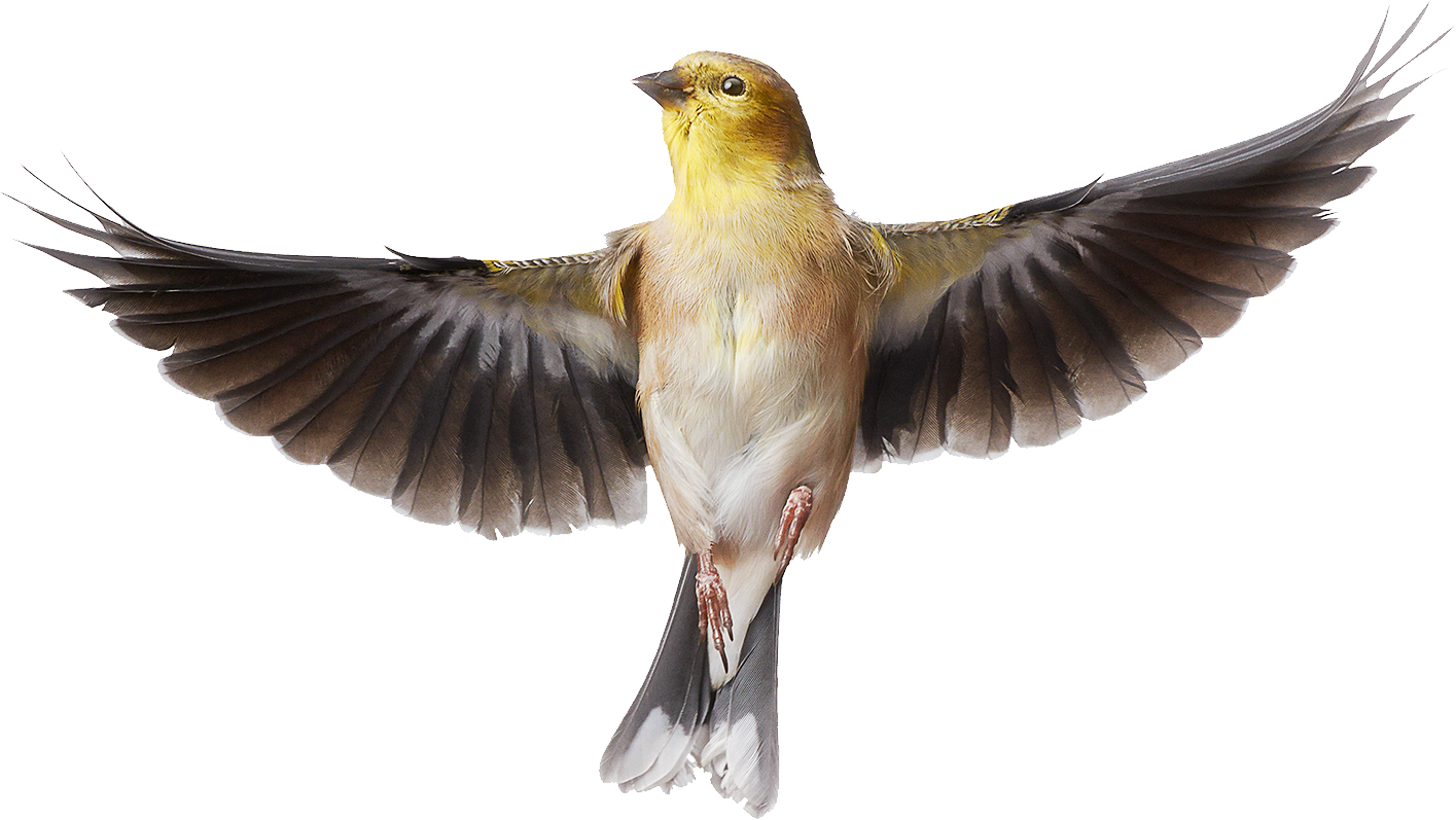 Bird Png - Goldfinch Bird Png Clipart (1415x797), Png Download