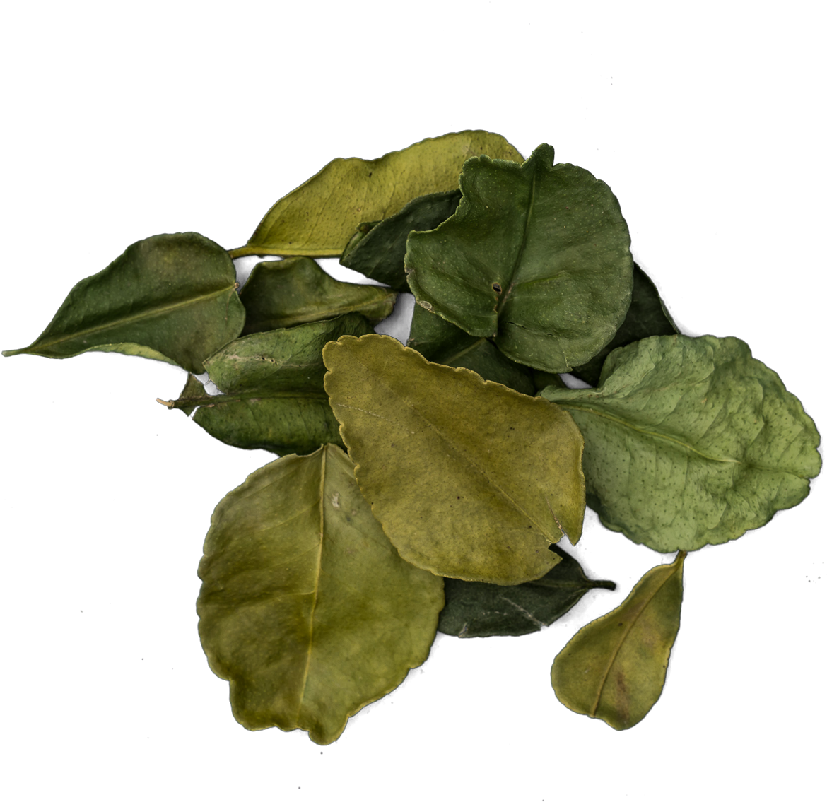 Kaffir Lime Leaves Png - Kurri Clipart (1200x1200), Png Download