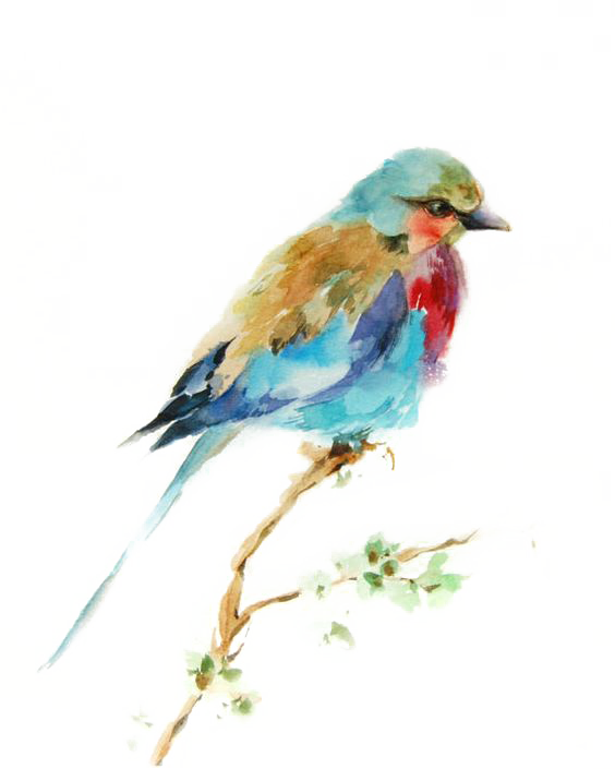 Bird Watercolor Printmaking Drawing Painting Birds - Bird Painting Png Clipart (564x705), Png Download