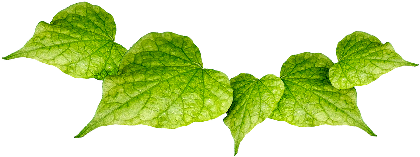 Hojas Verde Clipart (960x433), Png Download