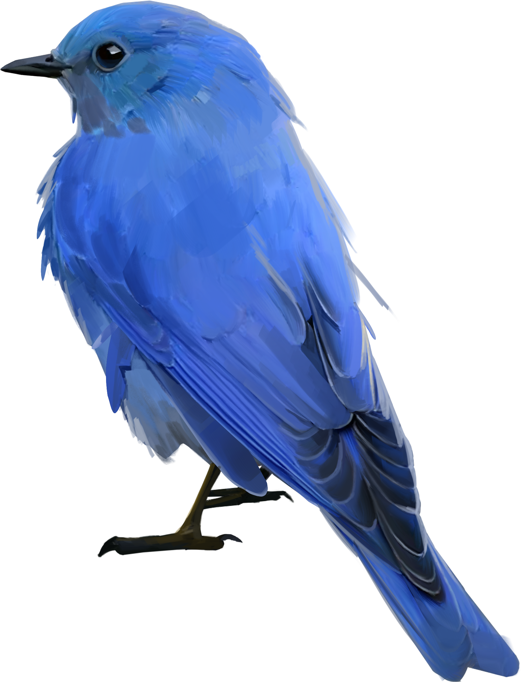 Blue Bird Png Mountain Bluebird Clipart Large Size Png Image Pikpng