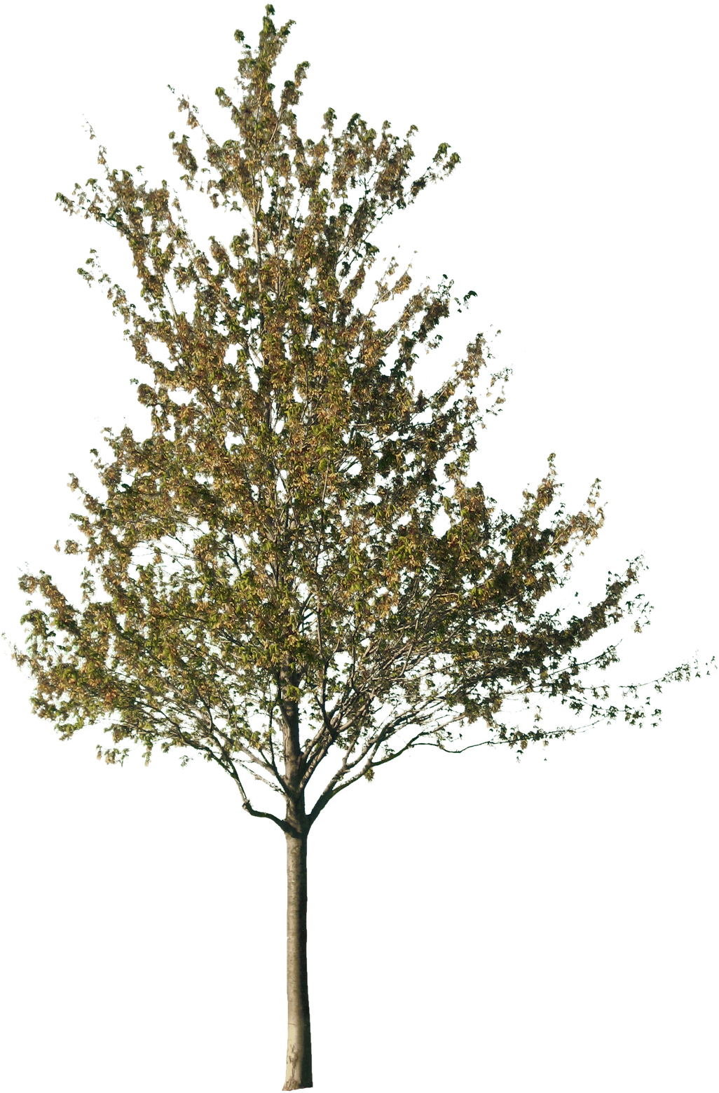 1600 X 1600 44 - Cut Out Tree Png Clipart (1600x1600), Png Download