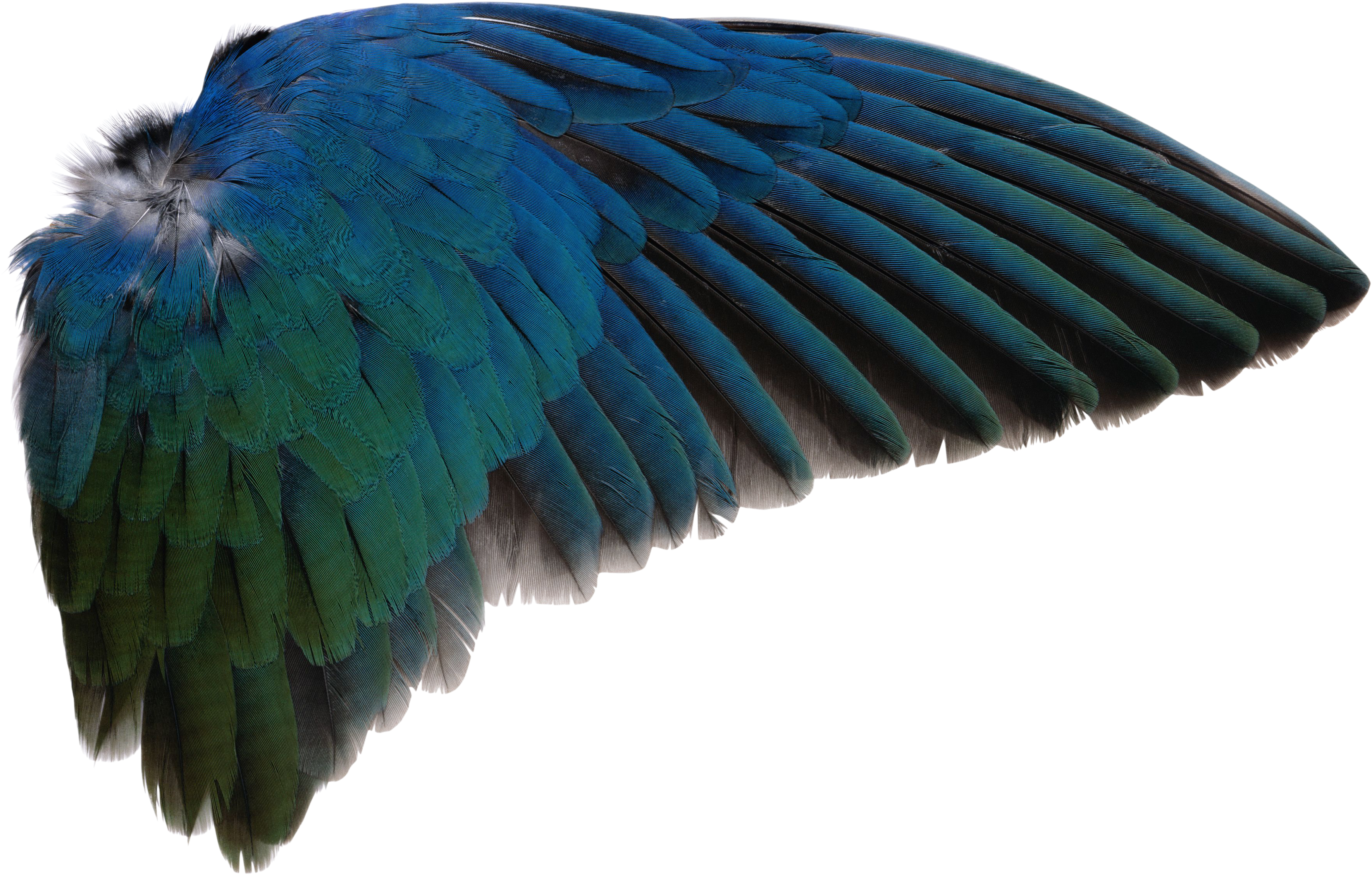 Bird Wings Png - Bird Wing Transparent Background Clipart (3885x2565), Png Download