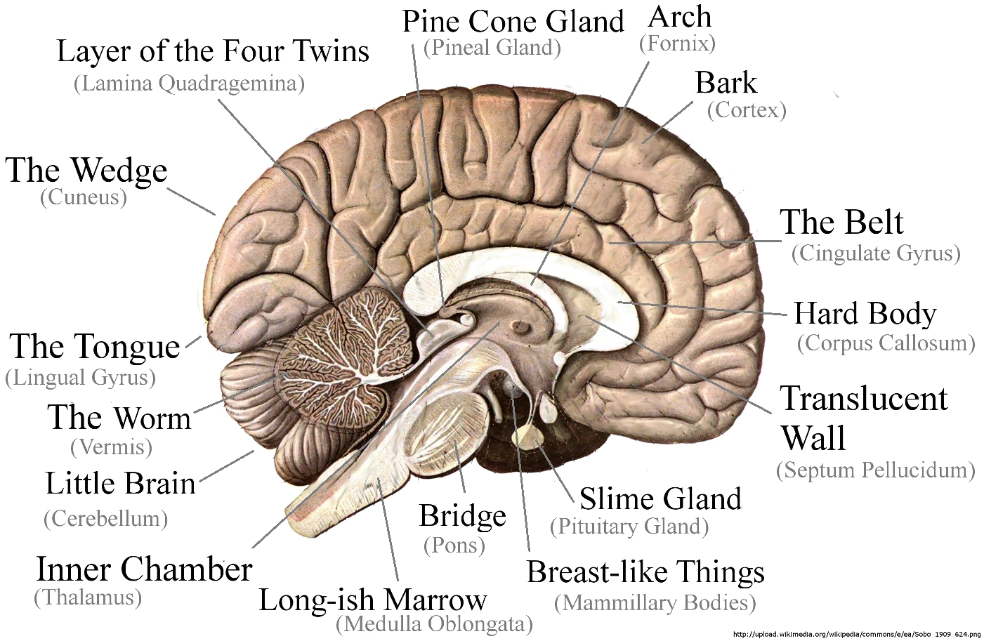 Brain Png Image - Part Of The Brain Controls Long Term Memory Clipart (1435x928), Png Download