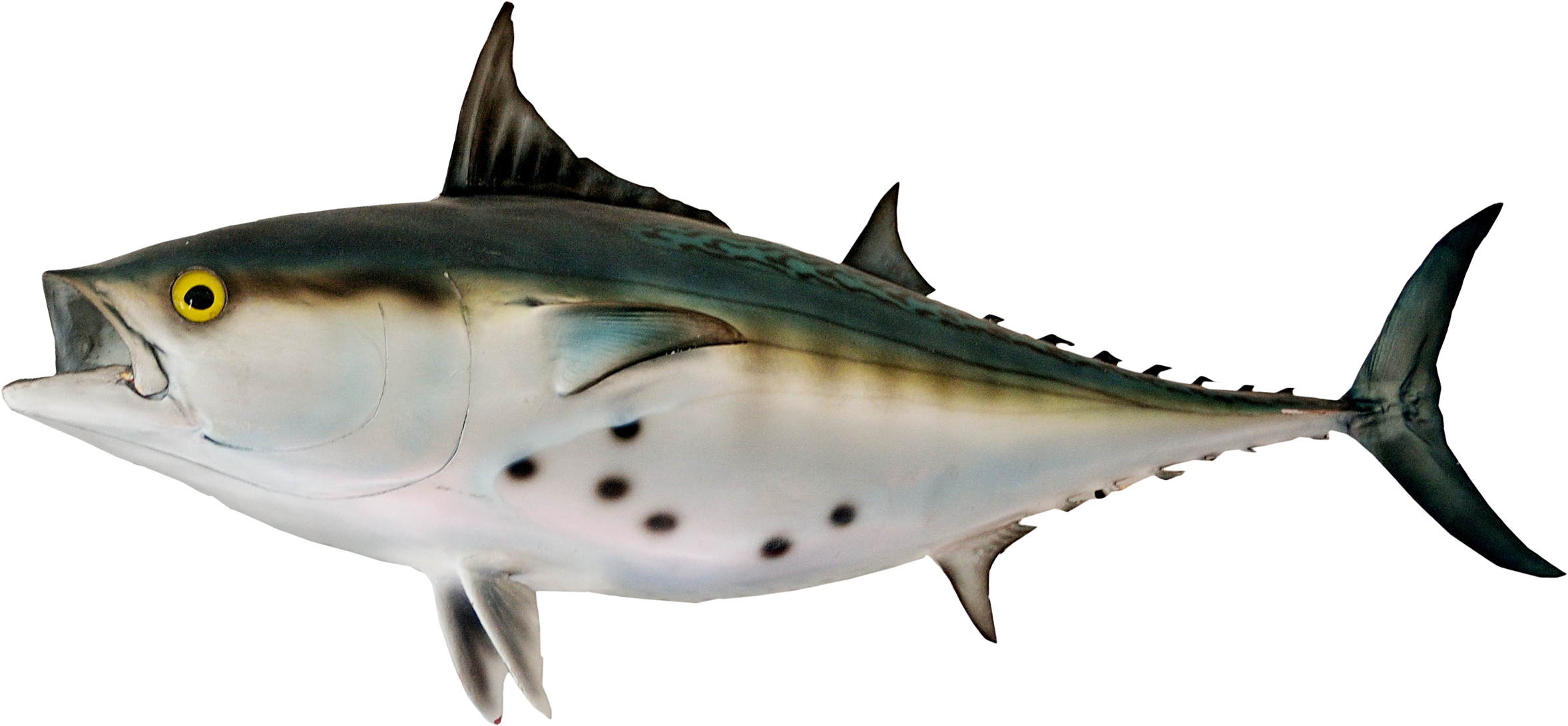 Bonito Fish Png Transparent Image - Bonito Png Clipart (2500x1509), Png Download