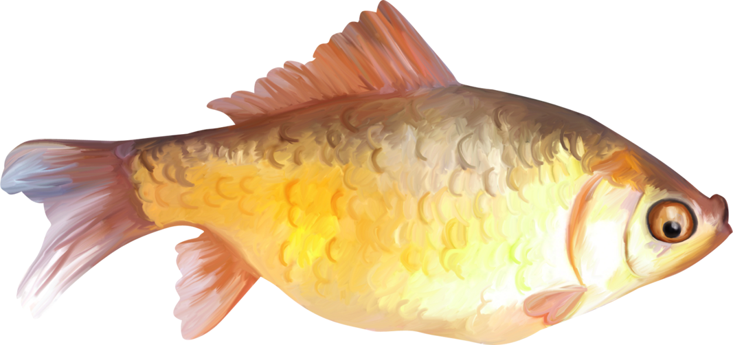 Painted Fish Clipart - Fish Png Paint Transparent Png (1067x502), Png Download