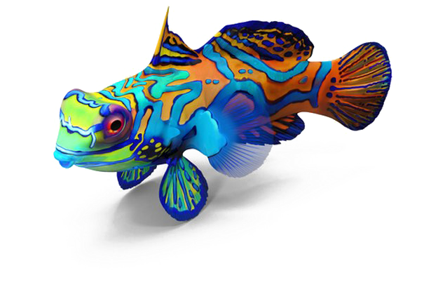 Fish Png Image Transparent Background - Mandarin Fish No Background Clipart (720x720), Png Download