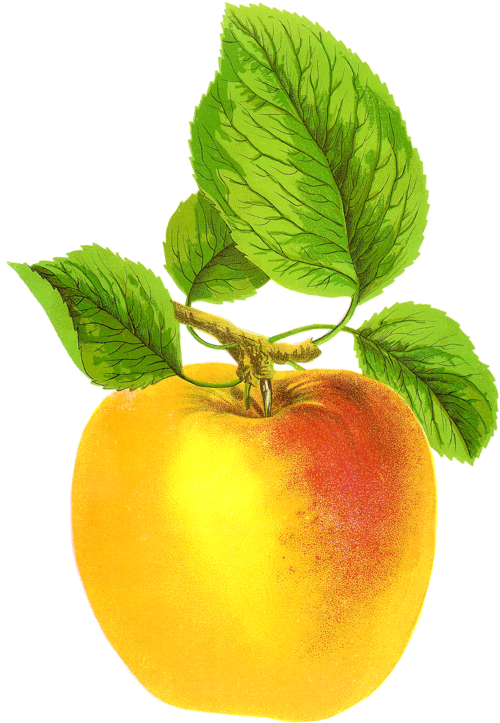 Apple Fruit Clipart Lime Green - Vintage Apple Free - Png Download (1117x1600), Png Download