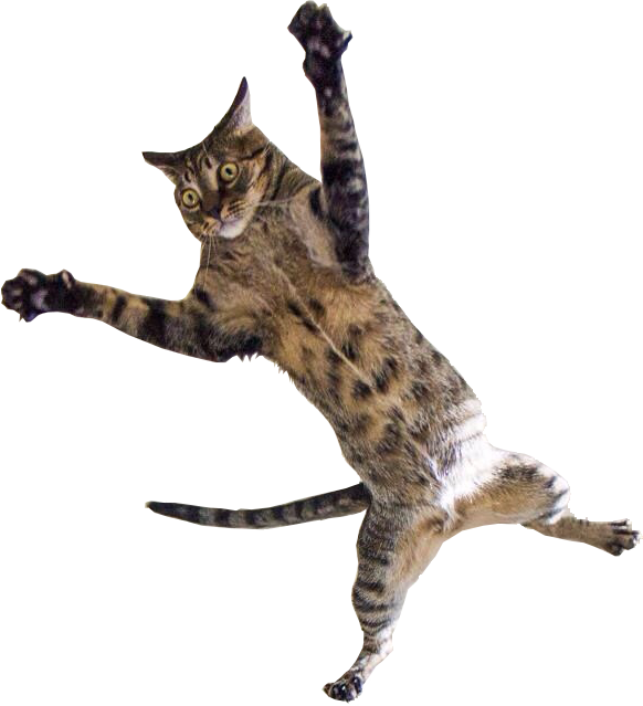582 X 639 12 - Flying Cat Clipart (582x639), Png Download