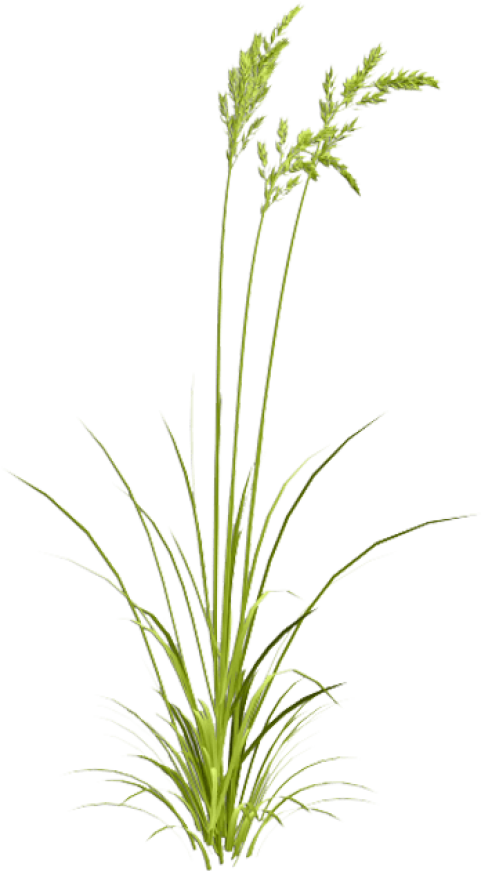 Free Png Download Sweet Grass Png Images Background - Transparent Watercolor Grass Clipart (481x871), Png Download