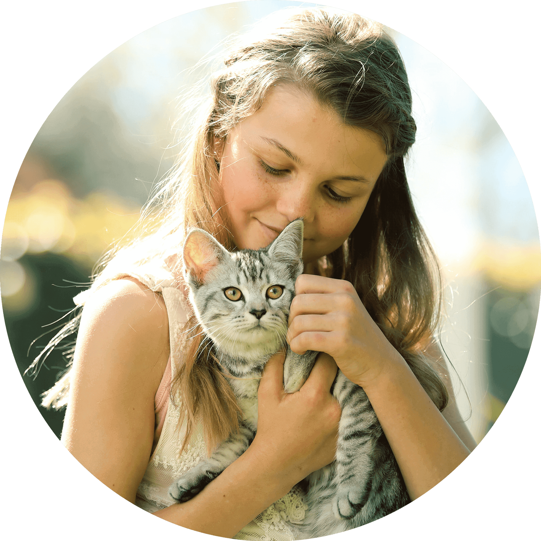 Domestic Short-haired Cat Clipart (1800x1800), Png Download