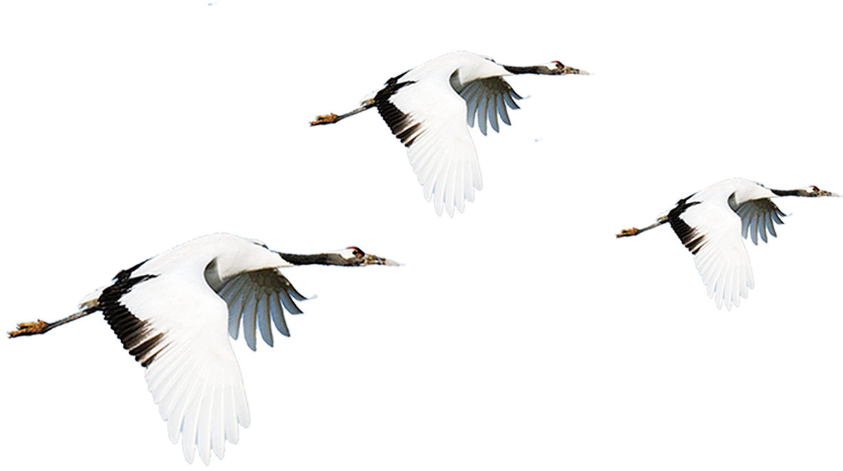Vector Bird Crane Clipart (1228x687), Png Download