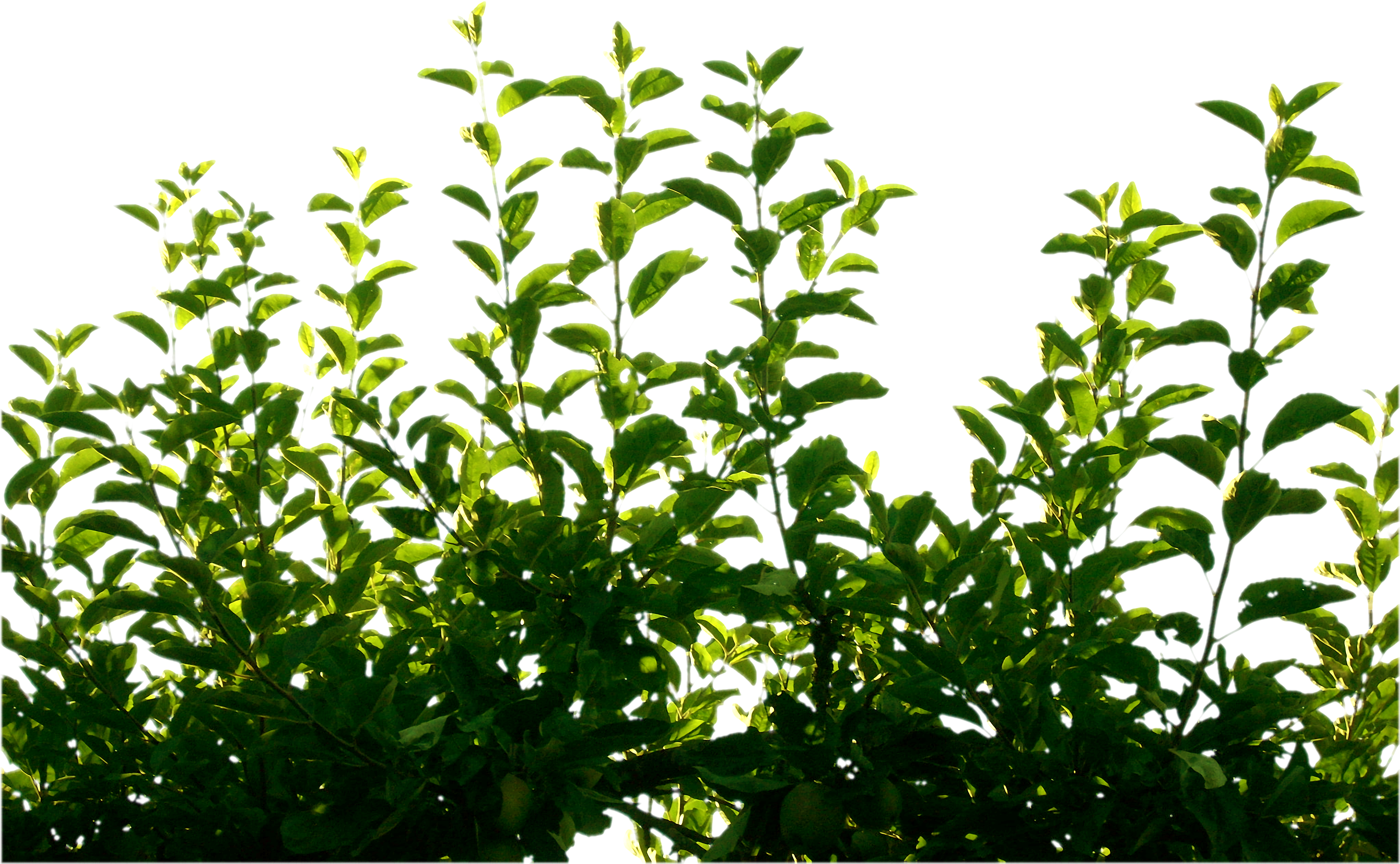 Green Leaf Png Pic Clipart (3073x1897), Png Download