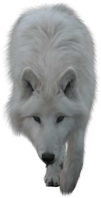 Free Png Download Wolf White Png Images Background - Transparent Wolf Png Clipart (480x720), Png Download