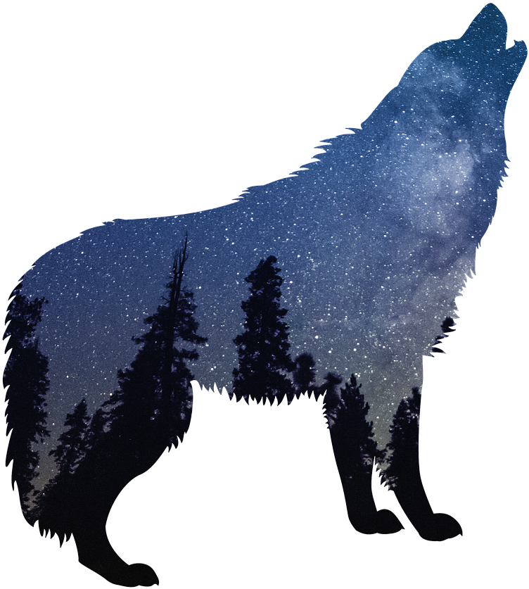 Wolves Wolf Nature - Wolves Png Clipart (1280x853), Png Download
