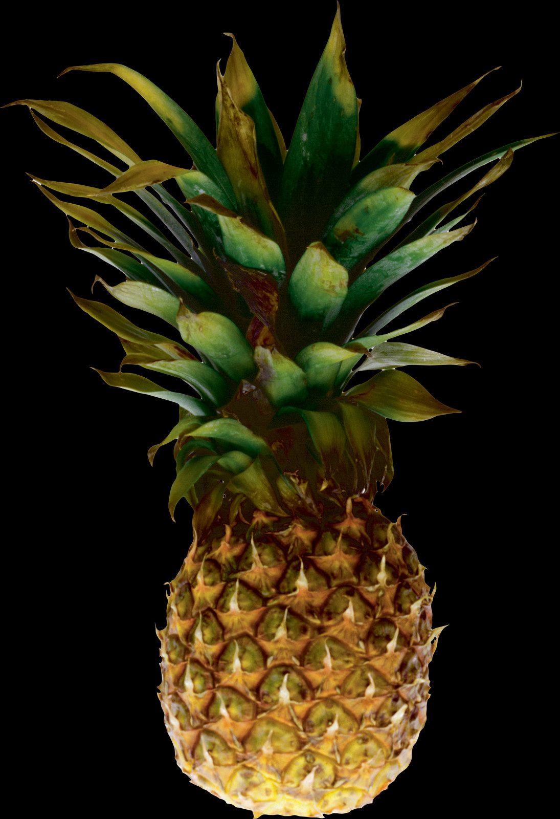Pineapple Picture With No Background Clipart (1095x1600), Png Download