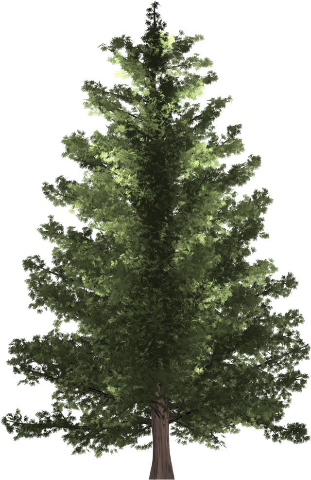 Pine Tree - Christmas Tree Clipart (745x1080), Png Download