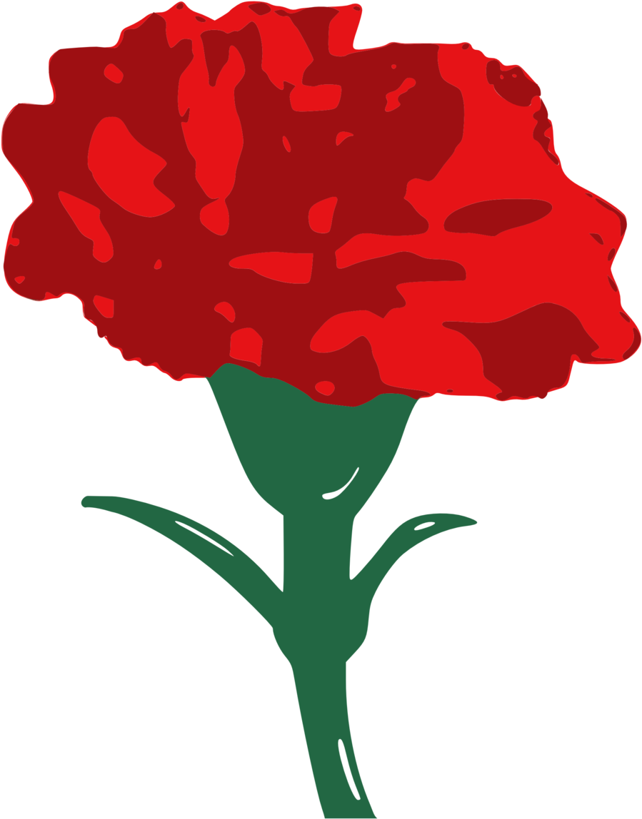 Carnation Png - Red Carnation Clip Art Transparent Png (628x800), Png Download