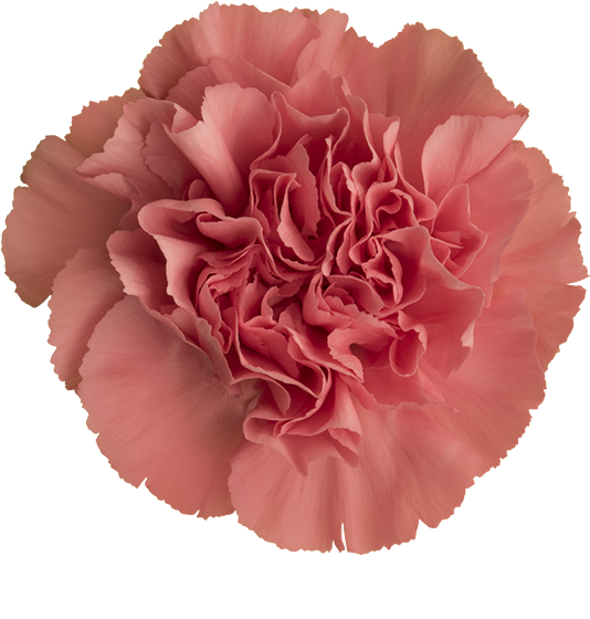 Colibri Flowers Carnation Ikebana, Grower Of Carnations, - Carnation Ikebana Clipart (600x600), Png Download
