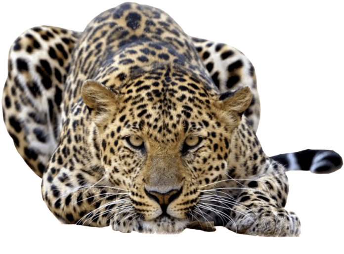 Free Png Jaguar Photo Png Images Transparent - Leopard Png Clipart (850x532), Png Download