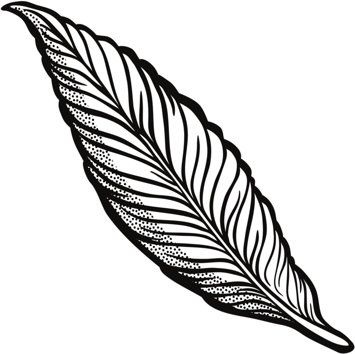 Feather Drawing Line Art Quill Cartoon - Feather Clip Art Transparent - Png Download (750x750), Png Download