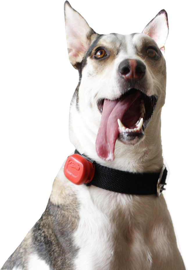 A Smart Location & Fitness Tracker For Your Dog - Dog Yawns Clipart (683x947), Png Download
