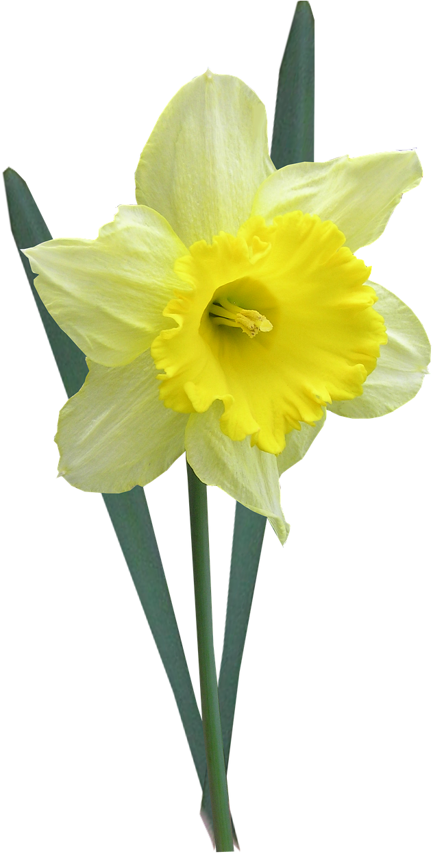 Daffodil With Leaves Stem - Påskelilje Png Clipart (712x1280), Png Download
