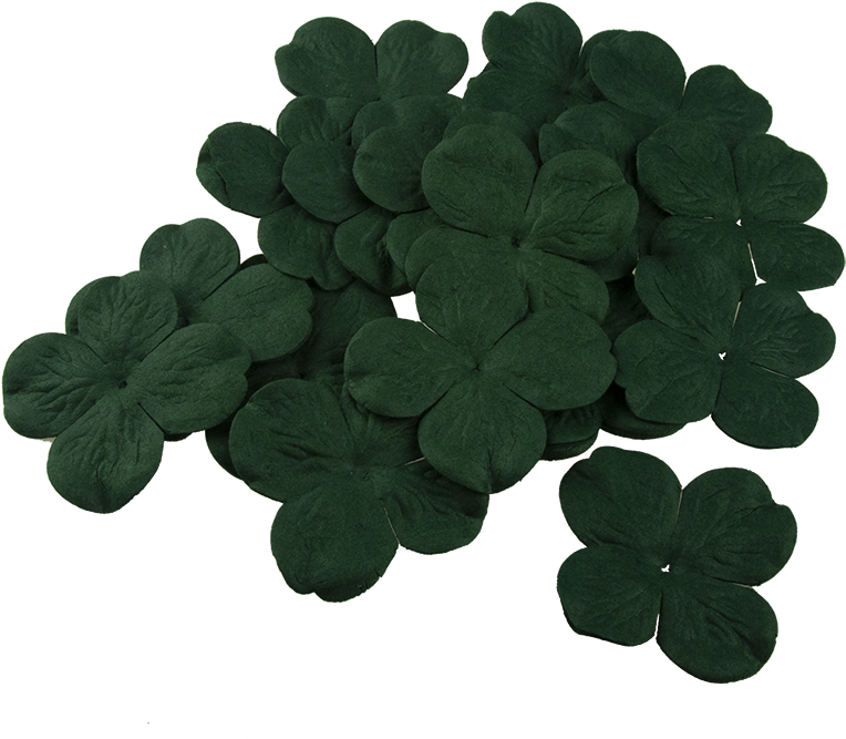 50 Fern Green Hydrangea Blooms - Wood Sorrel Family Clipart (800x800), Png Download