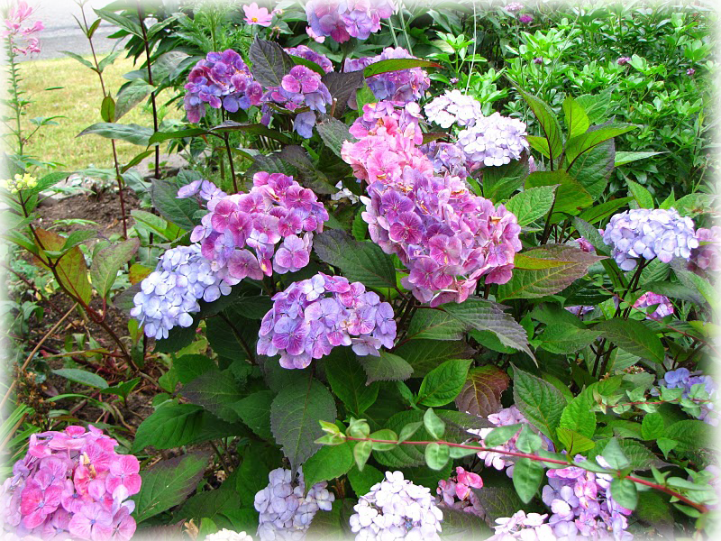 Wild Things Grow - Hydrangea Serrata Clipart (800x600), Png Download