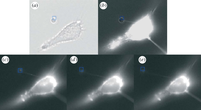 A Bright Field Image Of An Sdm (blue Square) After - Astronomy Clipart (850x464), Png Download