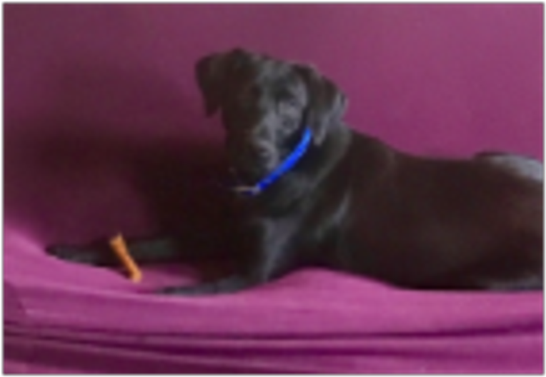 Y-farms Bob The Builder - Guard Dog Clipart (800x800), Png Download