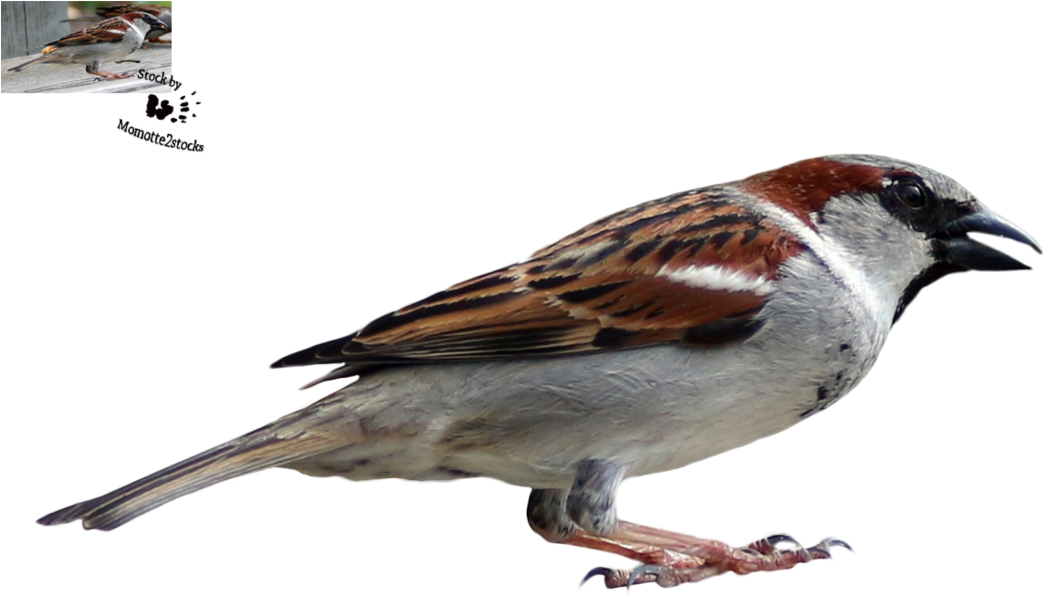 Download Sparrow Png Transparent Images Transparent - House Sparrow Clipart (1095x730), Png Download