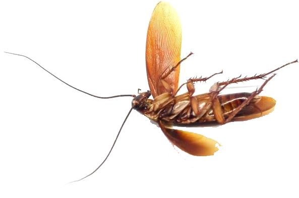 Bed Bug Png Photo - Mosquito Clipart (1000x667), Png Download
