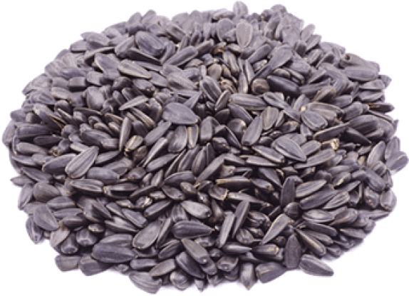 Free Png Download Sunflower Seed Png Png Images Background - Sunflower Seed Clipart (850x425), Png Download