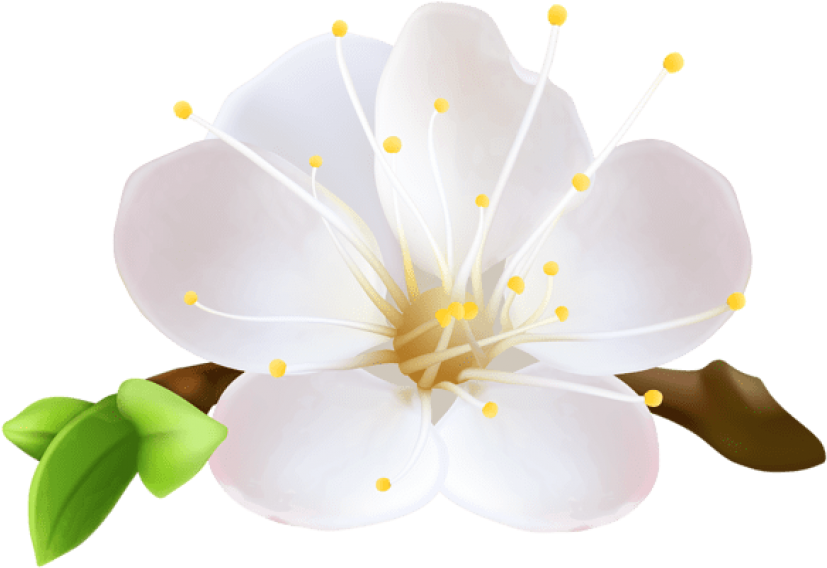 Free Png Spring Flower Png Images Transparent - Flores Moana Png Branca Clipart (850x583), Png Download
